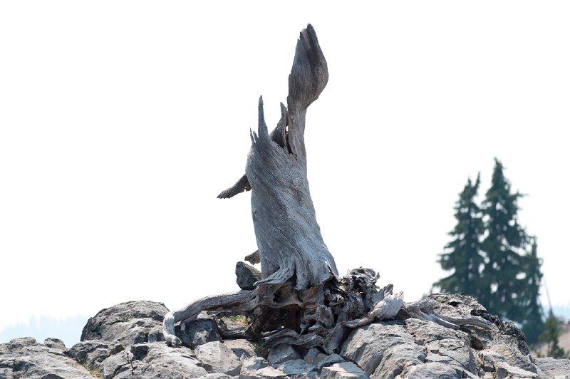 20150824_125612 D4S.jpg - Stunted trees because of severe weather, Crater Lake